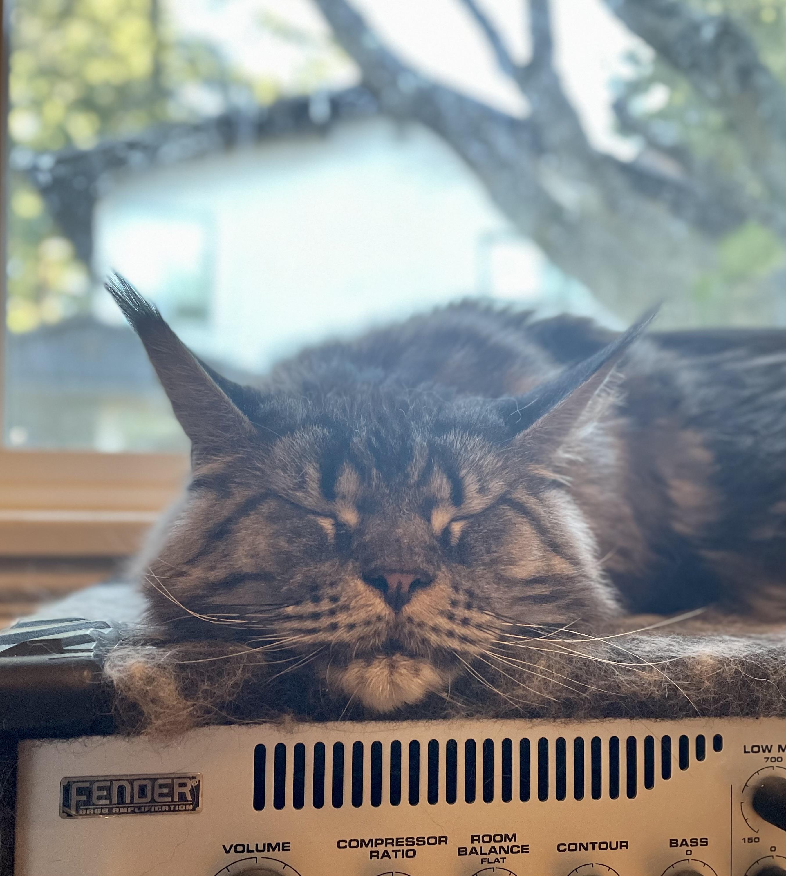 A fluffy gray tabby cat sleeps atop a bass amplifier, backlit by an out-of-focus window. His eyes are shut fast and his little chin hangs prominently over the edge of the amp.