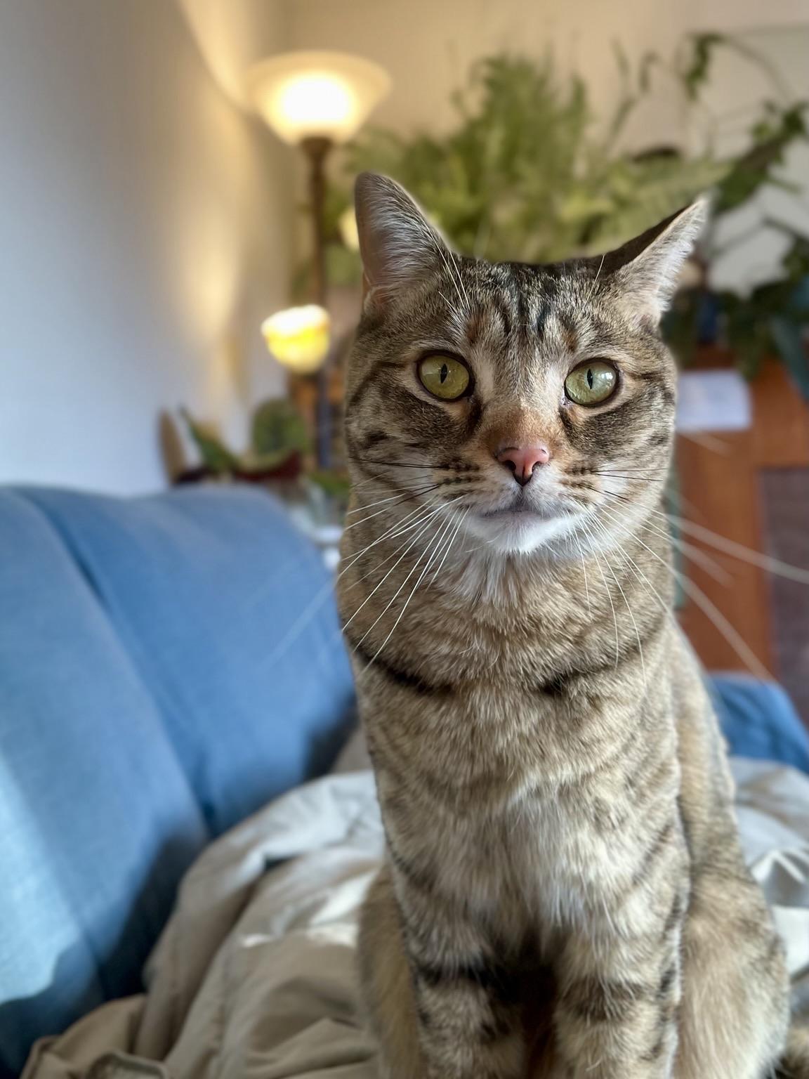 A close-up of a tan-and-copper tabby cat sitting on a plush blue sofa. She has striking green eyes, a pink nose, and the distinctive stripe patterns of a tabby. The background is unfocused but you can make out plants, bookshelves, and a light stand.