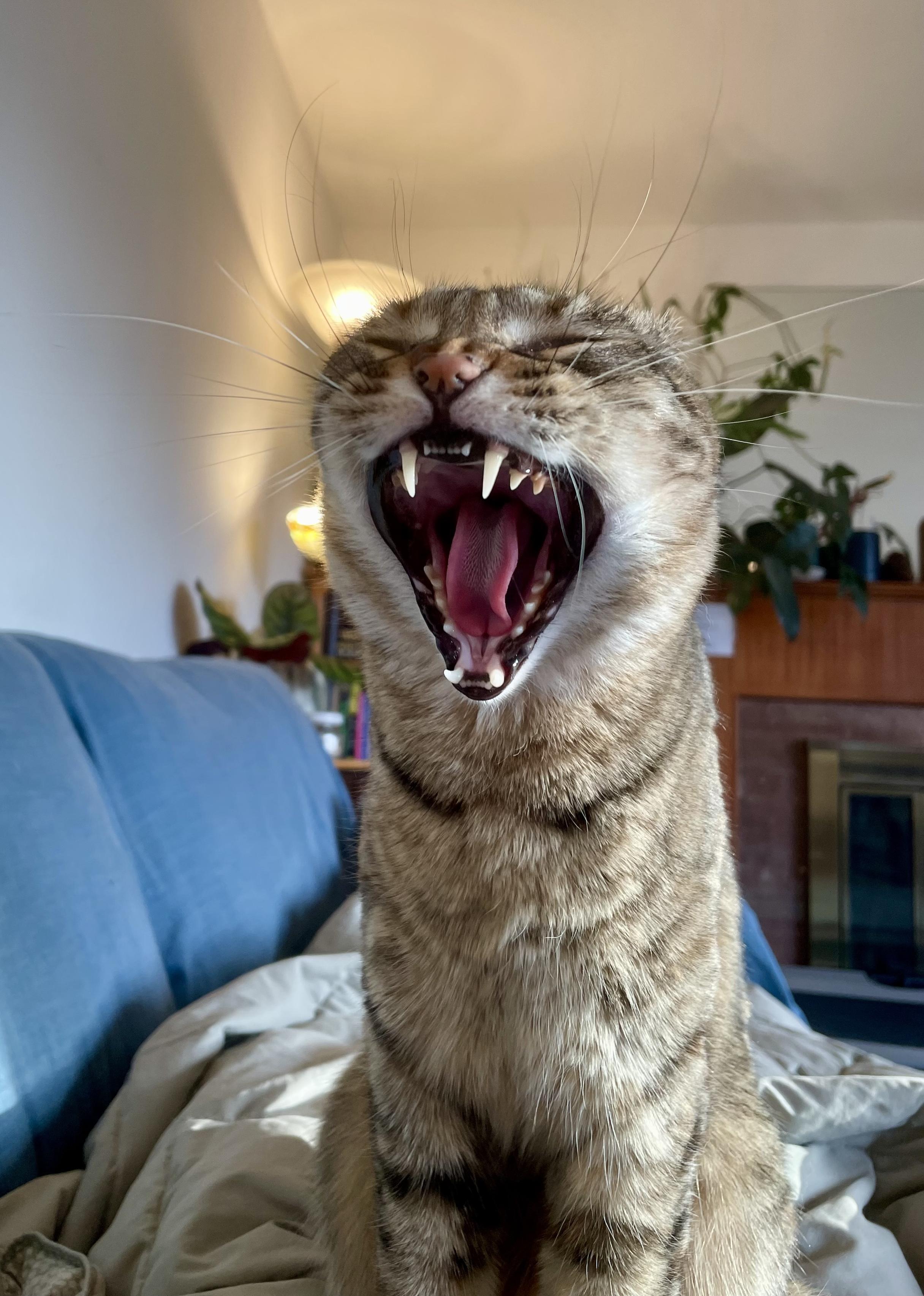 A close-up of a tan-and-copper tabby cat sitting on a plush blue sofa. She has a pink nose, and the distinctive stripe patterns of a tabby. 

She’s mid-yawn, with her array of murder needles in full display, eyes closed, and whiskers pushed forward. She is a marvel. 

The background is unfocused but you can make out plants, bookshelves, and a light stand.